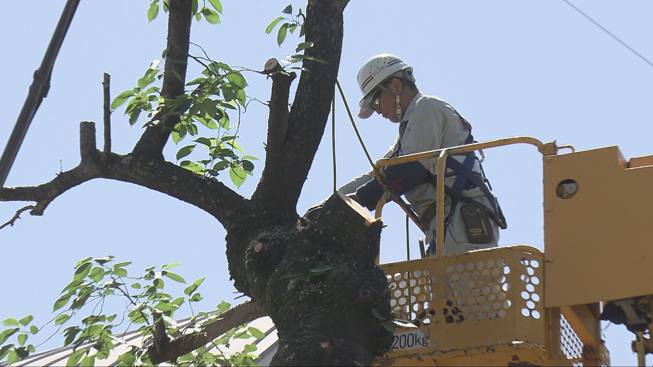 Tree felling is progressing in Kobe's 