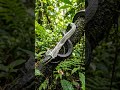 सांप उपर रोचक जानकारियां #surprises of forest#cockroach