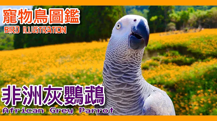 灰鹦鹉真的很会讲话吗？饲养心得全攻略大公开！African gery parrot illustrated book ft.桃乐比【鹦鹉小木屋】【宠物鸟图鉴EP14】 - 天天要闻