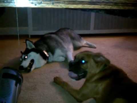 French Bulldog and Boxer puppies fighting a Siberian Husky to Death