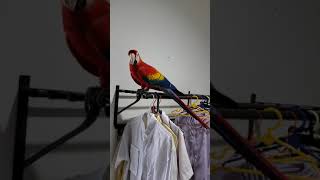 skarlet and harleyqueen parrots