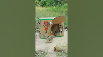 Really good bird trap! quail trap using cardboard box #shorts