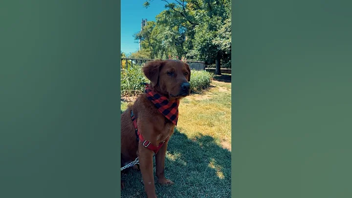 🍉 Weekend Picnic at Carl Schurz Park