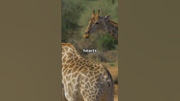 0 Fascinating Facts About Giraffes You Didn