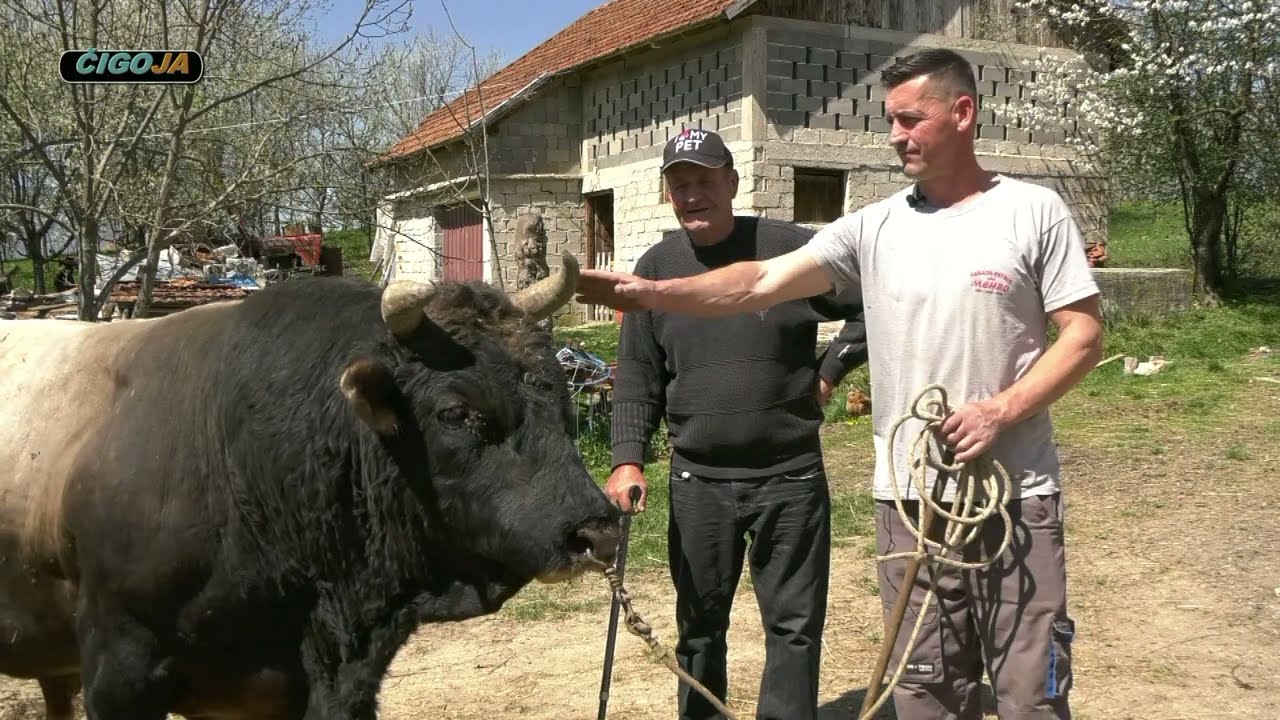 - PAJIĆI KUPILI BIKA TIGRA OMIĆA KRV RAMIĆI KLJUČ 2022