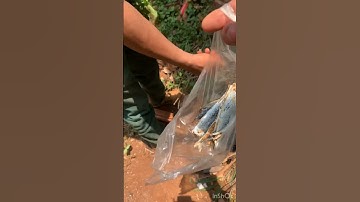 Nấu món cà dại ( cà rừng) món ăn truyền thống của người địa phương của tây nguyên!rẫy nên thiếu lá é