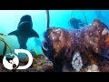 Lucha titánica entre un pulpo y un tiburón Alitán | Planeta Azul II | Discovery Latinoamérica