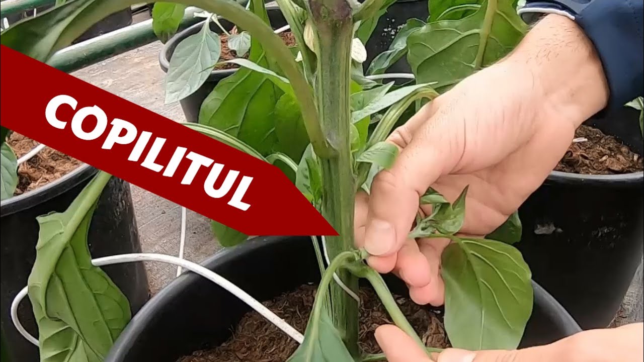 Cum să copilim ardeii? - tutorial