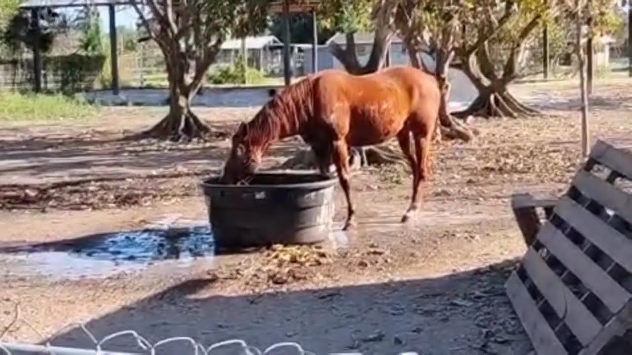 #viralvideo #caballoscriollos #en #la #finca