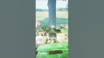 Dangerous tree felling compilation #trees #felling #stihl #avant #shorts #like #subscribe #short