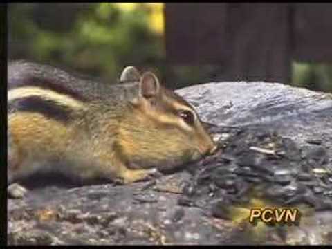 PCVN&rsquo;s Chipmunk Control