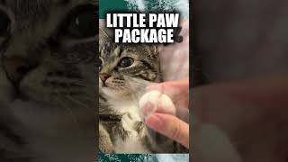 THE WAY HE LOOKS AT ME Kitten core part 143