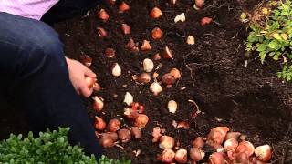 How To Plant 100 Tulips in 30 minutes