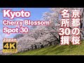 4K Japan Kyoto Cherry Blossom Spot 30(sakura) 京都の桜名所30 京都観光 旅行 案内 清水寺 平安神宮 嵐山 円山公園 哲学の道 醍醐寺 二条城 祇園白川