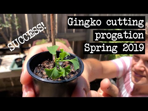 Video: Perbanyakan Stek Ginkgo – Rooting Stek Dari Pohon Ginkgo