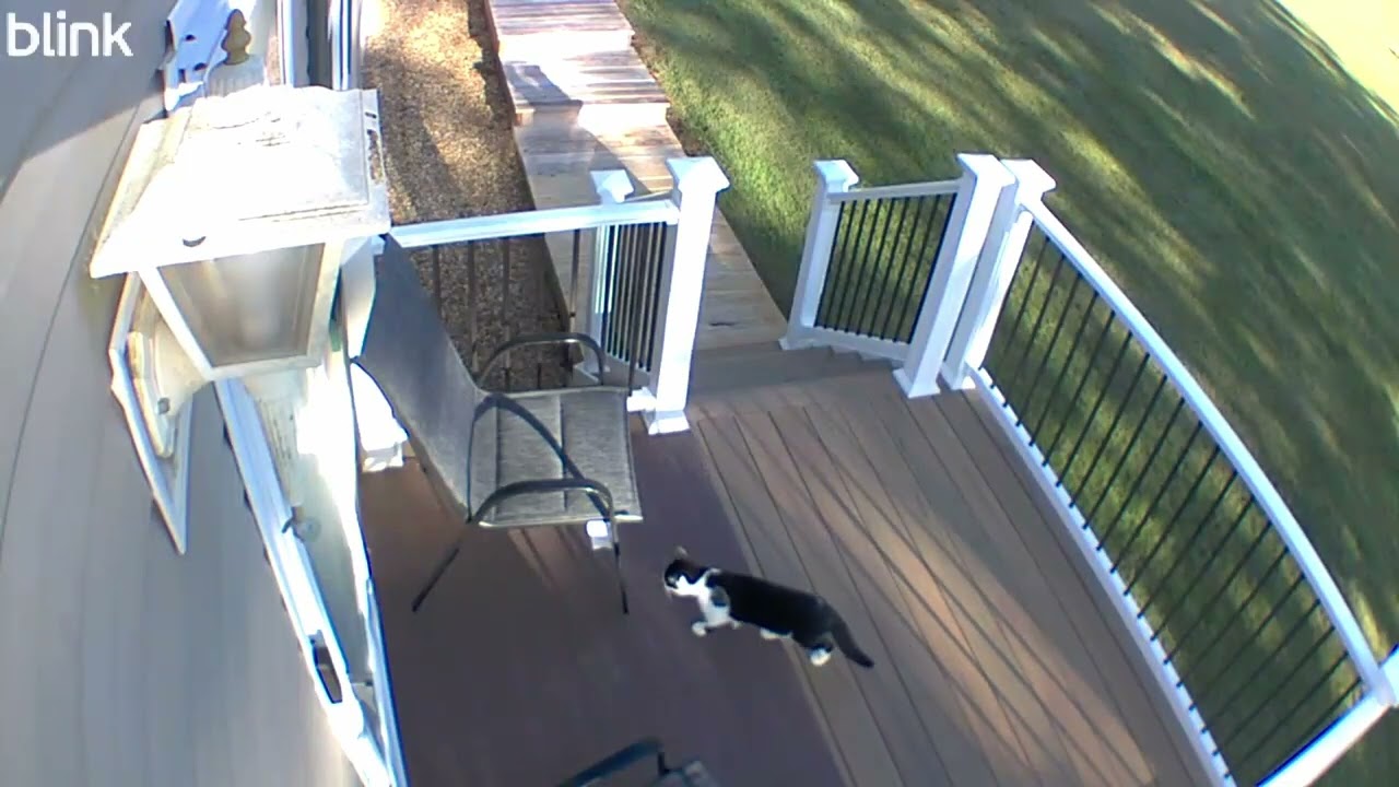 10 05 2025 Daily Neighborhood Cats  Trail Cam Highlights – P&J's Farm