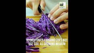 Igo Agritech Hydroponics Cabbage Farming Projects ...