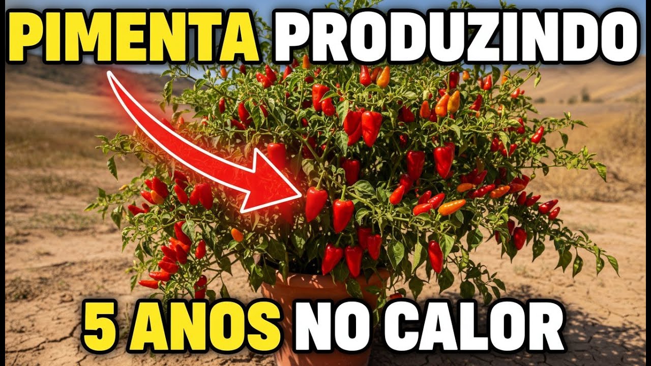 Plante Pimenta Desse Jeito Simples e Ela Produz 5 Anos Sem Parar no Calor