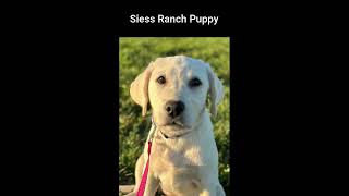 Siess Ranch Lab Piper by siessranch1 9 views 5 days ago 55 seconds