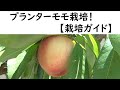 プランターモモ栽培　【栽培ガイド】