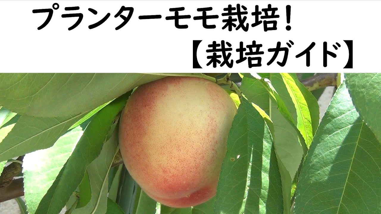 プランターモモ栽培　【栽培ガイド】