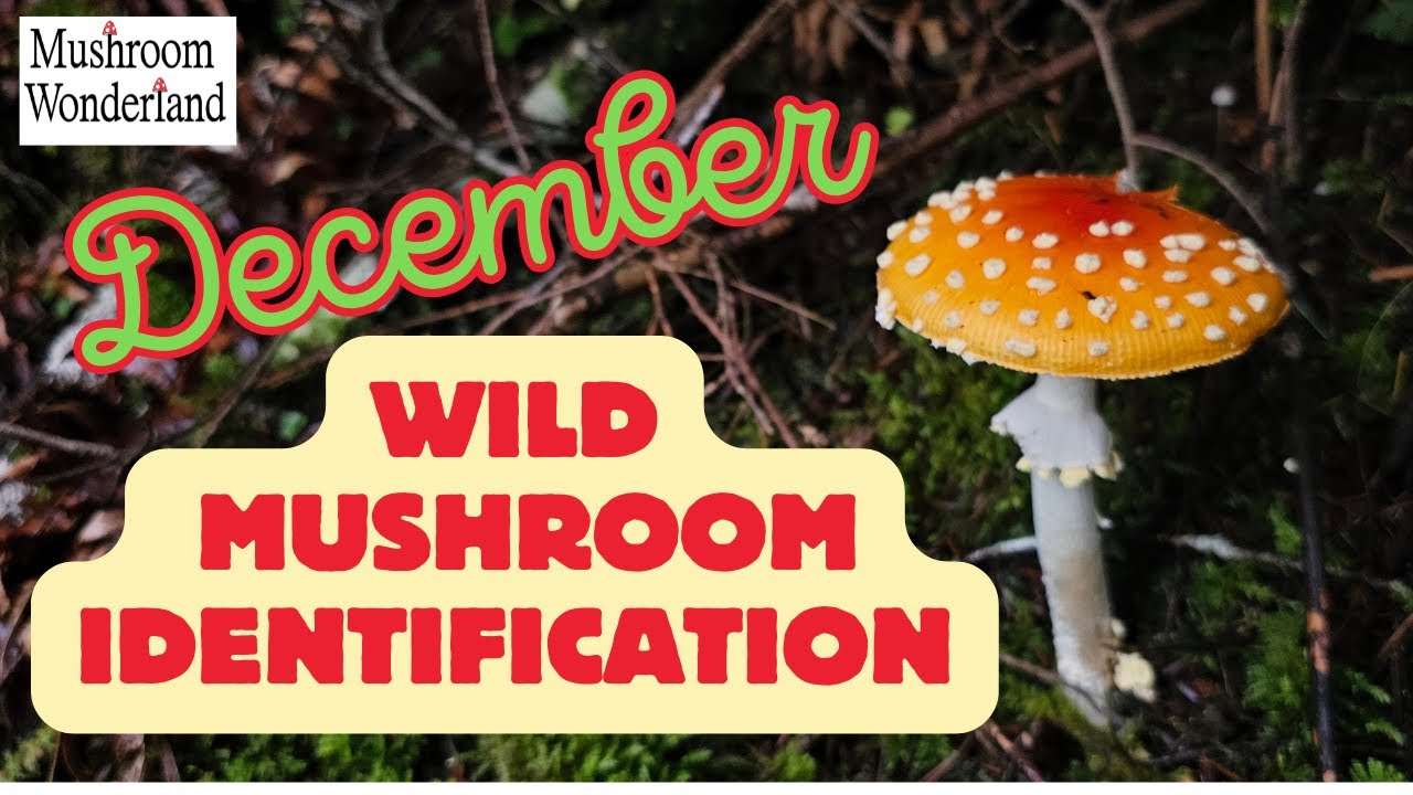 Wild Mushroom ID in December