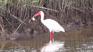 Are ibis good eating?