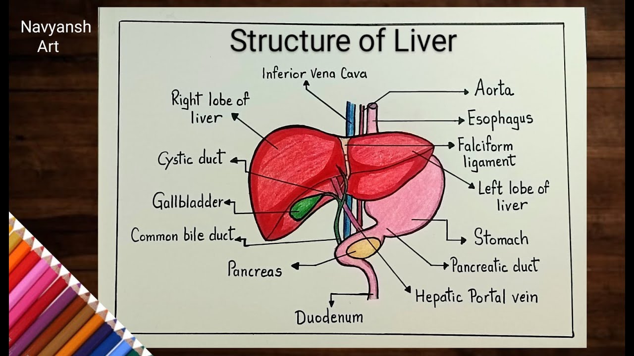 File:Liver Diagram.svg - Wikimedia Commons