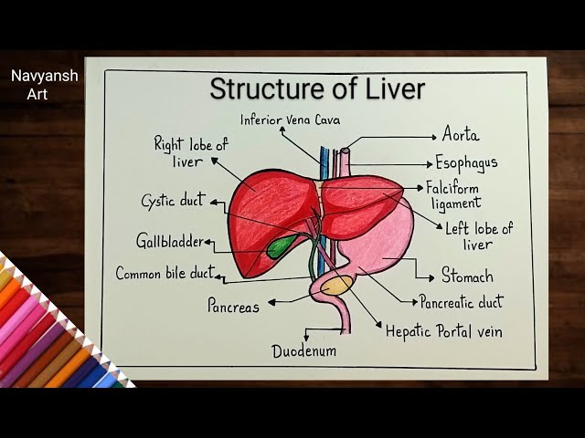 Anatomy of the Human Liver for Coloring