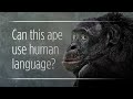 Can Apes Really "Talk" To Humans?