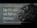 Ape Language Studies: Examining Communication Between Humans and Our Closest Relatives