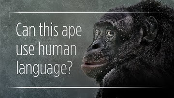 Can Apes Really "Talk" To Humans?