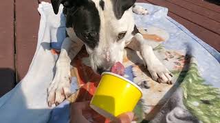 Enrichment Essentials: Lick Cup by J-R Companion Dog Training 67 views 10 months ago 6 minutes, 24 seconds