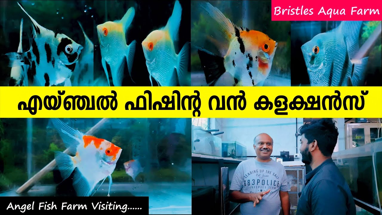 എയ്ഞ്ചൽ ഫിഷിന്റ വൻ കളക്ഷൻസ് കണ്ടാലോ  | Bristles Aqua Farm |Kerala Vlogs Channel |