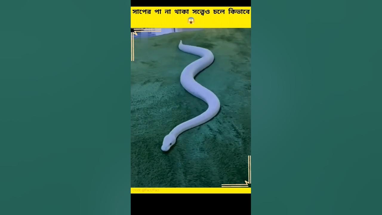 Why Snakes Sleep On Smooth Surface😱 shorts YouTube