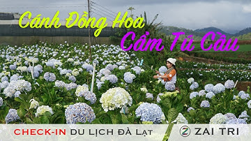Cánh đồng hoa Cẩm Tú Cầu tuyệt đẹp ở Đà Lạt | Du lich Dalat 2017 - 2018 khám phá vườn hoa | ZaiTri