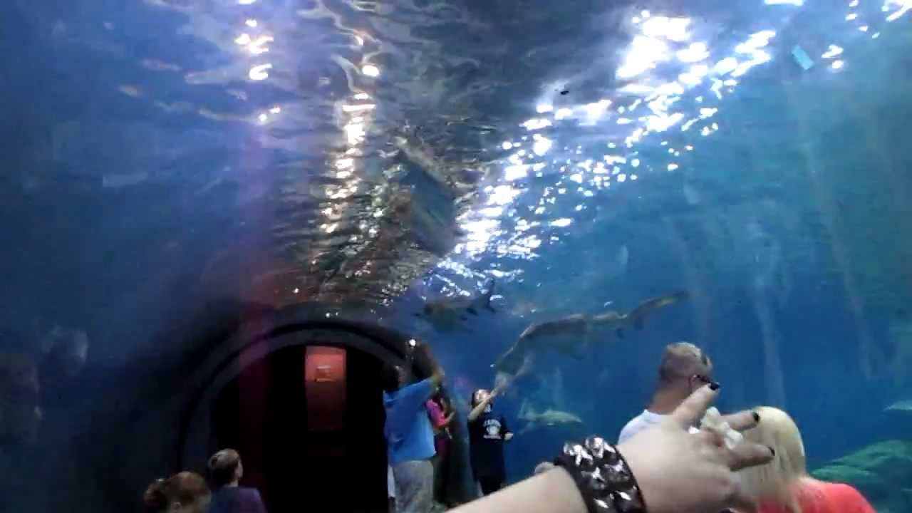 Underwater Shark Tunnel at Adventure Aquarium