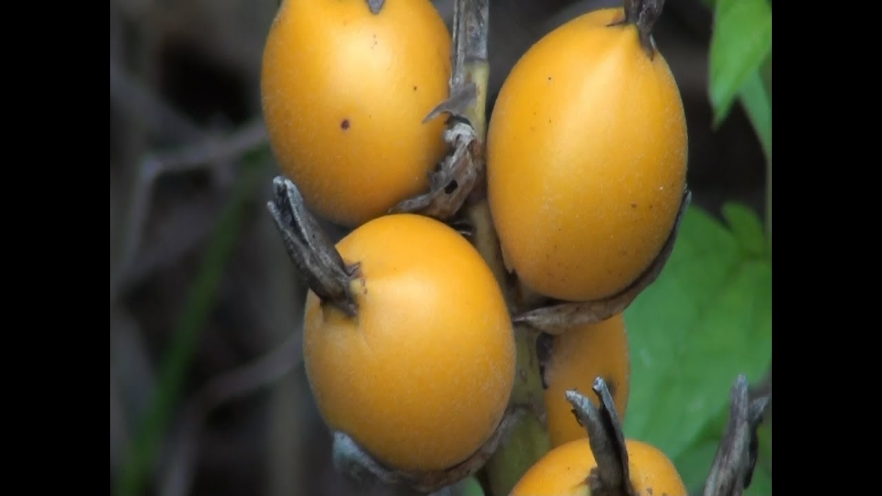 CARAGUATÁ (BROMELIA BALANCEAE BROMÉLIA PINGUIM), MUDAS CLICAR NO LINK