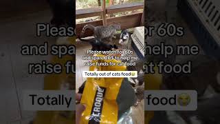 #kindly donate PayPal link in bio to help #cat #lifeisbutadream