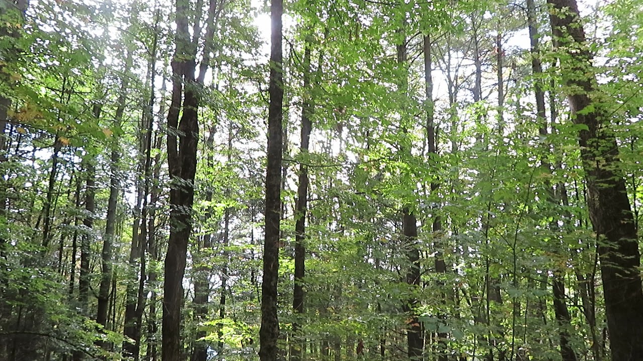 NEK Hikes: Caledonia Trail Collaborative's Rankin Trails 2