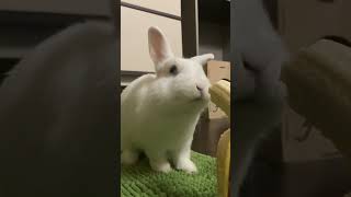 Кролик Кушает Банан 🍌