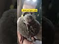 الضيفة الجديدة هديل مع جواد تطوير الذات اكسبلور Subscribe طيور الضيفة الجديدة هديل مع جواد تطوير الذات اكسبلور Subscribe طيور