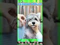 Immersive Pet Cleaning #relaxation #pets #comfort #asmr #dog #cute #cutedog