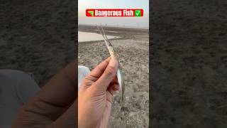 🎣 😱 दुनिया की सबसे खतरनाक मछली पकड़ ली! #shorts #youtubeshorts #fishingvideo