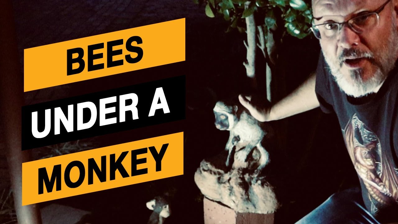 Removing bees with vac (Bees get stuck in the vac pipe)