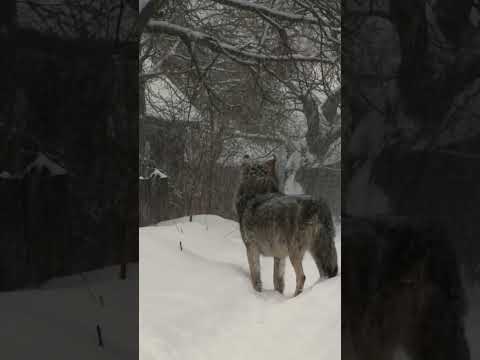 Видео: Wolves in the village! Merry Christmas?.. | Film Studio Aves #wolf  #animals #christmas