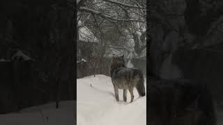 Wolves in the village! Merry Christmas?.. | Film Studio Aves #wolf  #animals #christmas