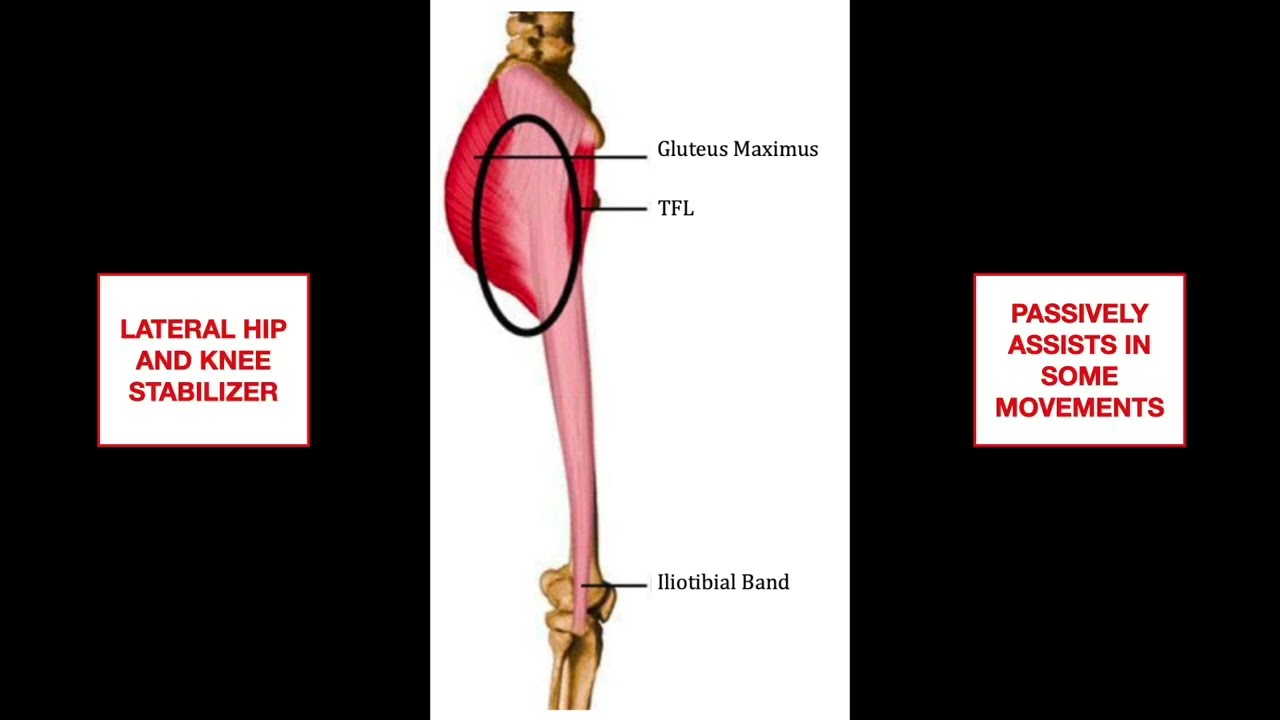 Iliotibial Band Friction Syndrome (ITBFS) - Sports Medicine