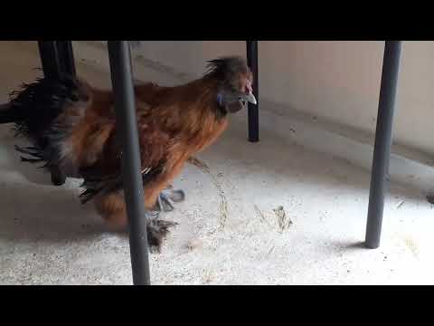 κόκορας silkie λαλάει.