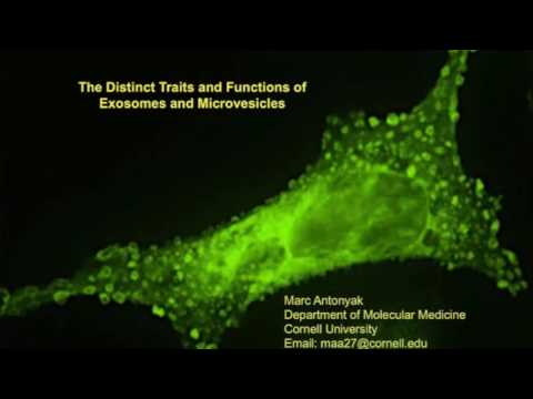 exosomes এবং microvesicles এর স্বতন্ত্র বৈশিষ্ট্য এবং ফাংশন